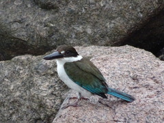 Todiramphus sordidus