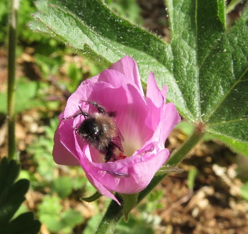iNaturalist observation photo of Black-fronted turret bee
