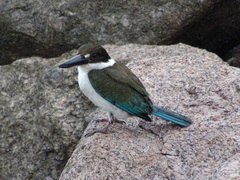 Todiramphus sordidus