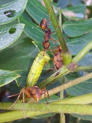 Daceton armigerum