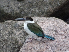 Todiramphus sordidus