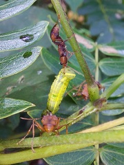 Daceton armigerum