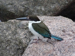 Todiramphus sordidus