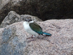 Todiramphus sordidus