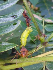 Daceton armigerum