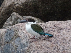 Todiramphus sordidus