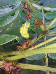 Daceton armigerum