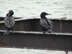 Phalacrocorax sulcirostris