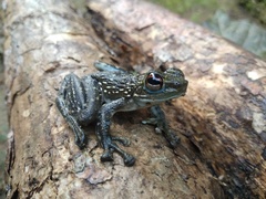 Staurois latopalmatus