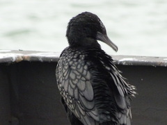 Phalacrocorax sulcirostris