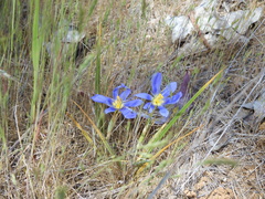 Calydorea xiphioides