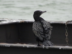 Phalacrocorax sulcirostris