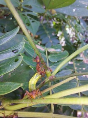 Daceton armigerum