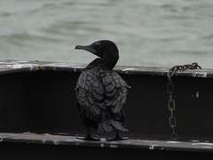 Phalacrocorax sulcirostris