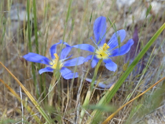 Calydorea xiphioides