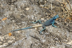 Acanthocercus adramitanus