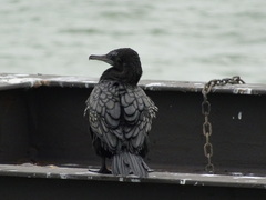 Phalacrocorax sulcirostris