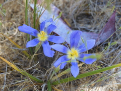 Calydorea xiphioides