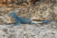 Acanthocercus adramitanus