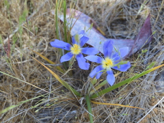 Calydorea xiphioides