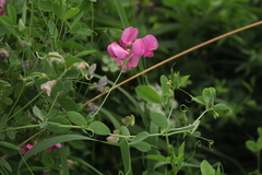 Lathyrus tuberosus