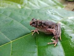 Leptobrachella gracilis