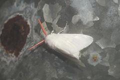 Trosiinae