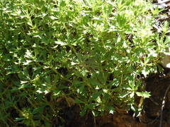 Azorella spinosa