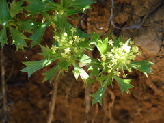 Azorella spinosa