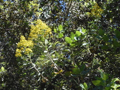 Acrisione denticulata