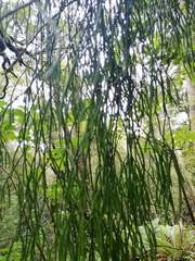 Phlegmariurus varius