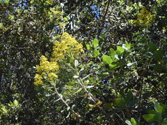 Acrisione denticulata