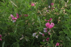 Lathyrus tuberosus
