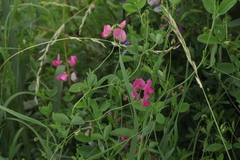 Lathyrus tuberosus