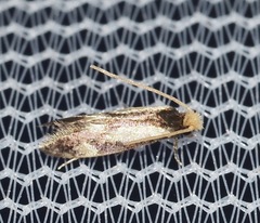 Isocorypha mediostriatella