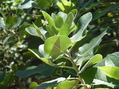 Acrisione denticulata