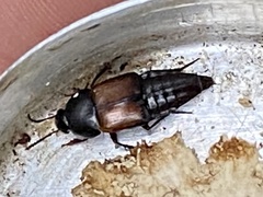 Tachinus fimbriatus
