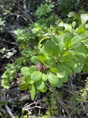 Sideroxylon celastrinum