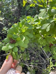 Sideroxylon celastrinum