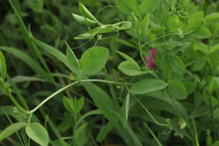 Lathyrus tuberosus