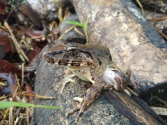 Limnonectes leporinus