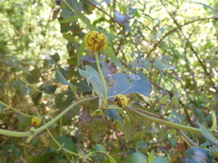 Podanthus