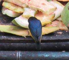 Euphonia hirundinacea