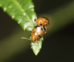 Nisotra bicolorata