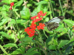 Pieriballia viardi