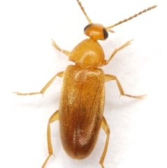 Allopoda