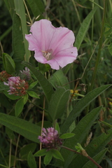 Calystegia dahurica