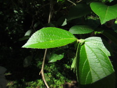 Celtis brasiliensis
