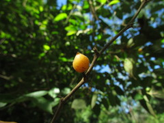 Celtis brasiliensis