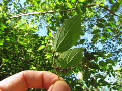 Celtis brasiliensis